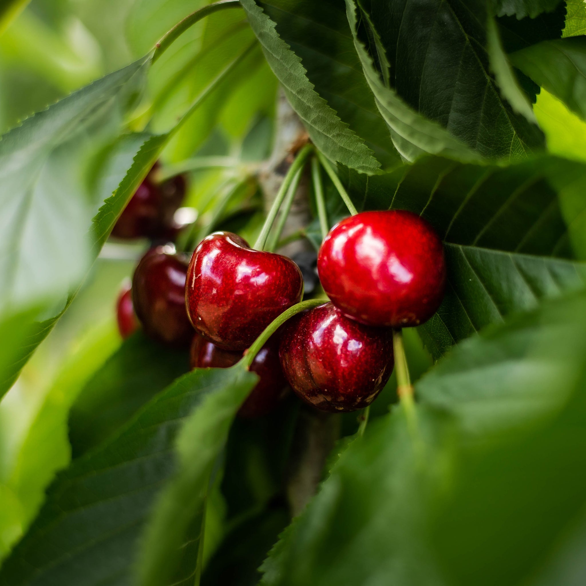 12KG Central Otago Cherries - 28MM+ or larger. (6 x 2KG Boxes)