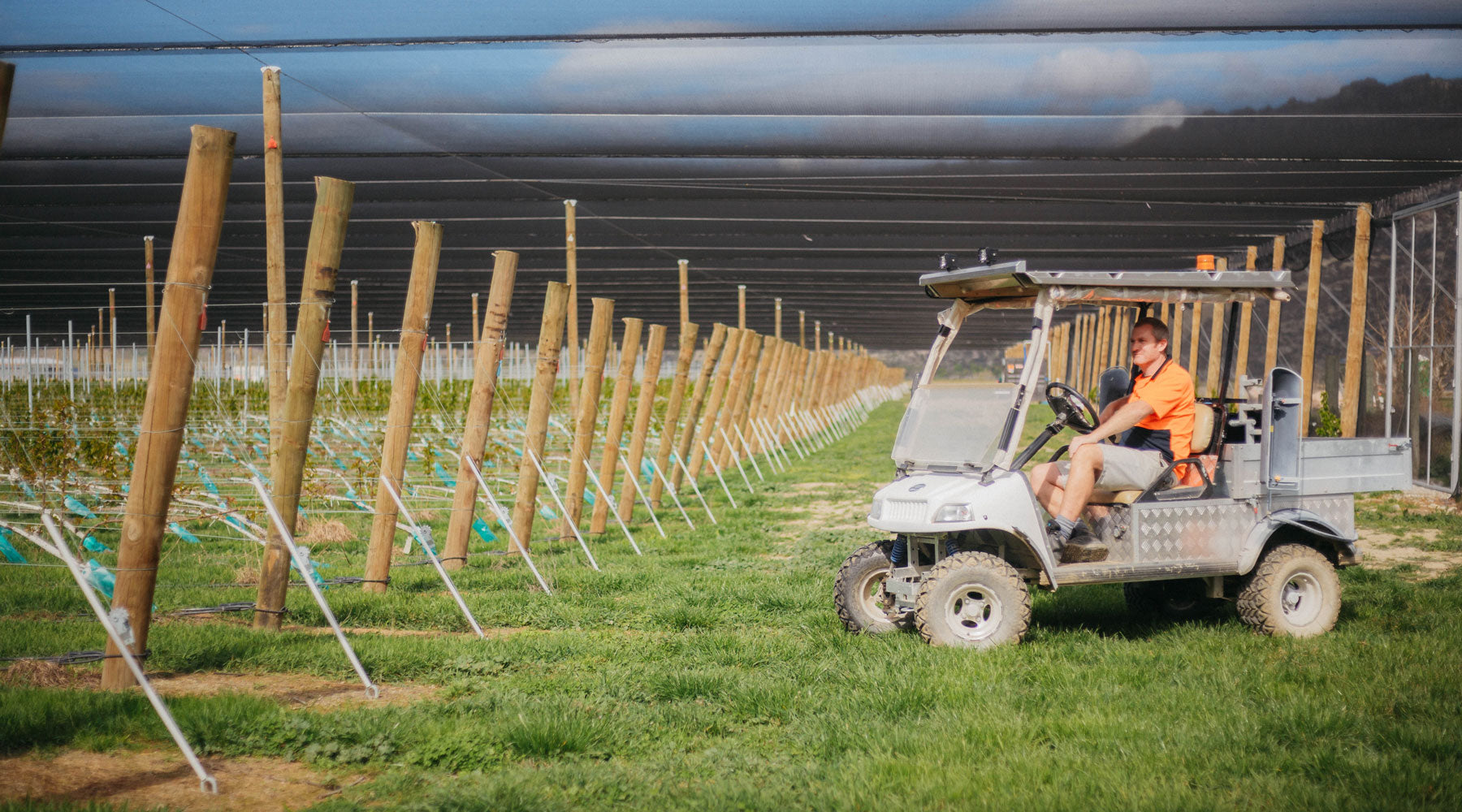 Environmental changes are spreading within the New Zealand cherry growing community